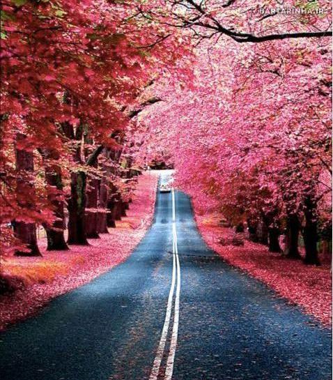 عکس رویای صورتی