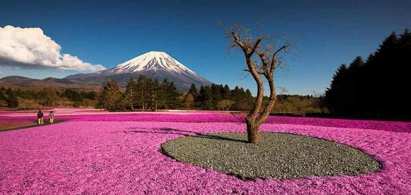 عکس رویای صورتی