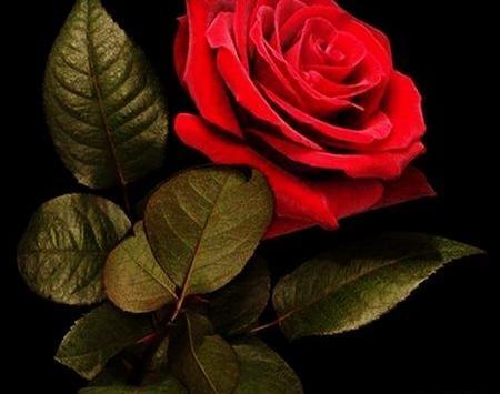 عکس گل عشق من