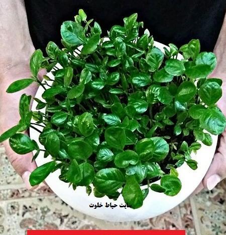 عکس سبزه عید پرتقال