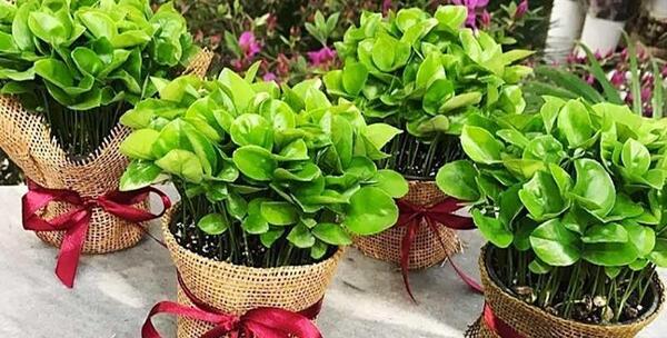 عکس سبزه عید پرتقال