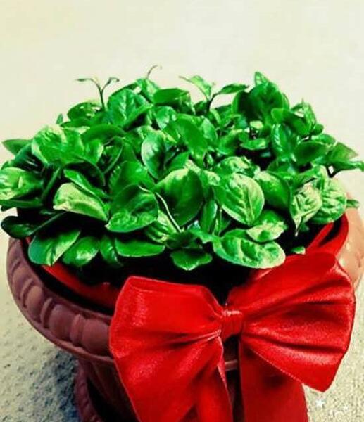 عکس سبزه عید پرتقال