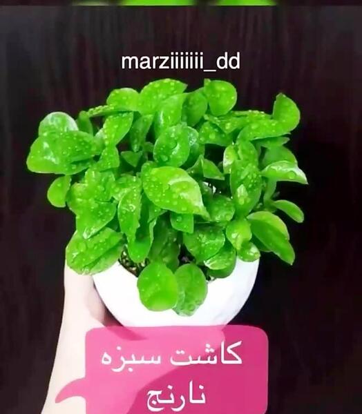 عکس سبزه عید پرتقال
