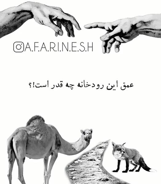 عکس شتر و روباه