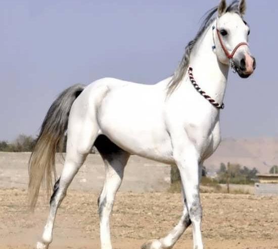 عکس اسب سفید