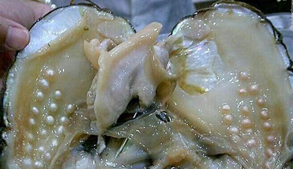 عکس صدف چروک