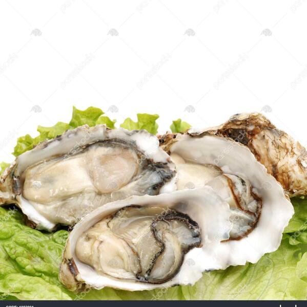 عکس صدف چروک