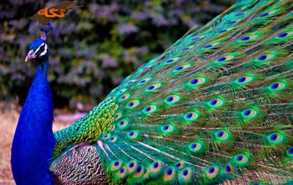 عکس طاووس آفریقایی