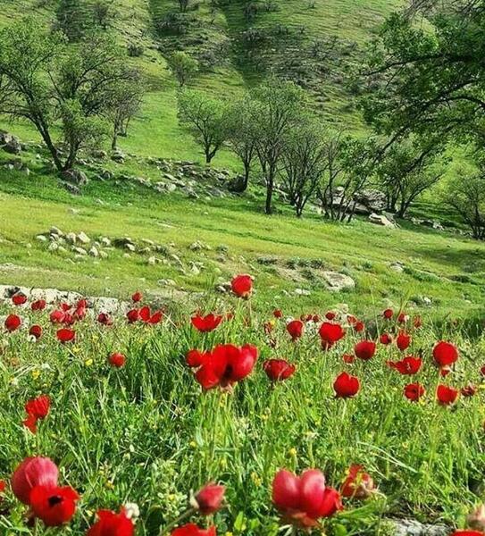 عکس از طبیعت فارس