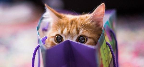 عکس ایده های خلاقانه برای حیوانات خانگی