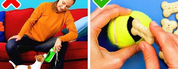 عکس ایده های خلاقانه برای حیوانات خانگی