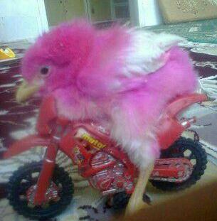 عکس های خنده دار صورتی