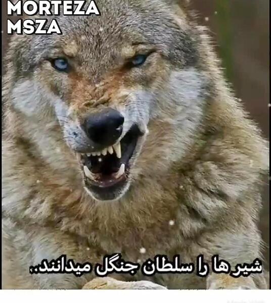 عکس گرگ عصبی