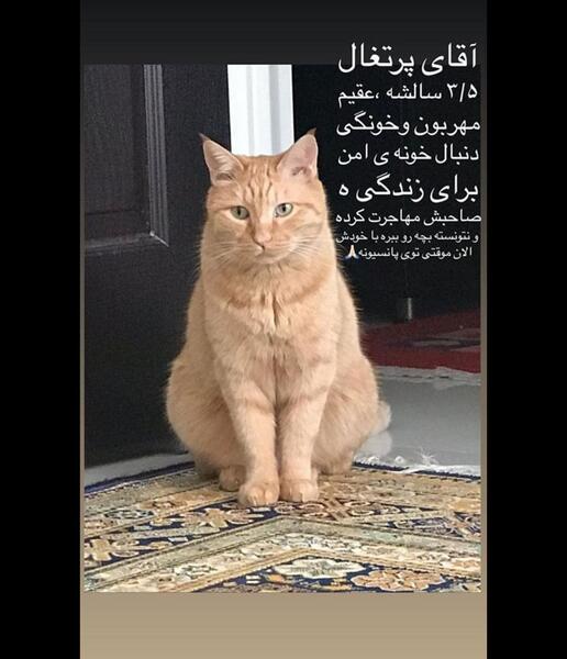 عکس گربه ی ریحانه پارسا
