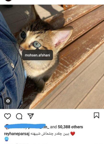 عکس گربه ی ریحانه پارسا