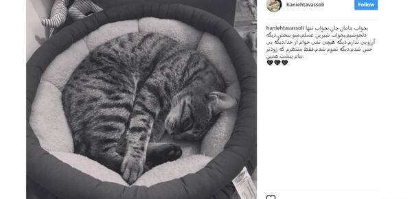 عکس گربه ی ریحانه پارسا