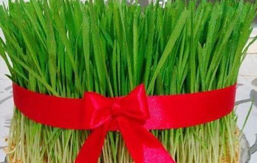 دانلود عکس سبزه ی عید نوروز