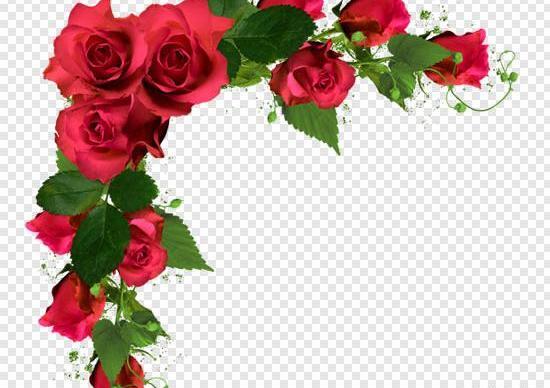 عکس حاشیه گل های زیبا