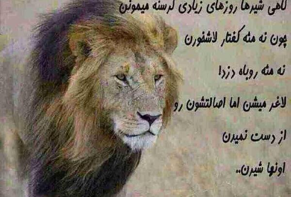 عکس شیر لاغر