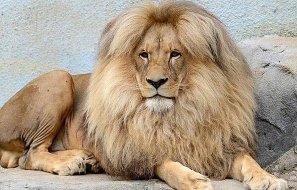 عکس شیر لاغر