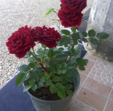 عکس ساناز گل