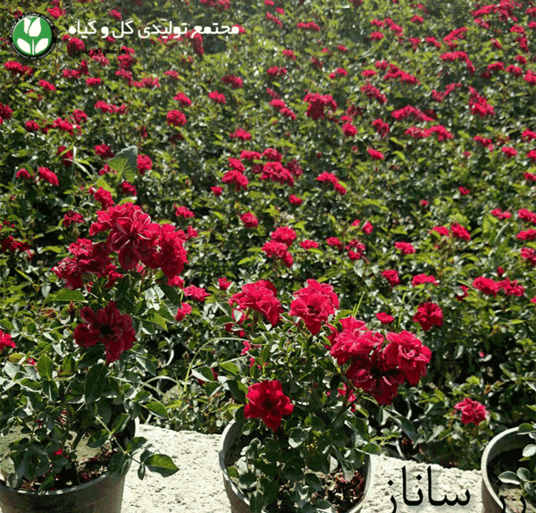 عکس ساناز گل