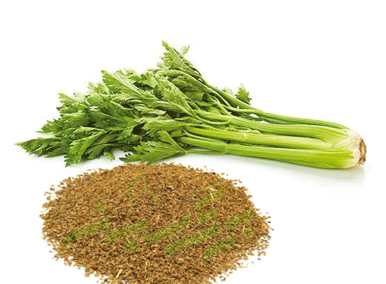 عکس دانه کرفس