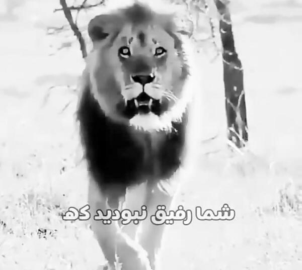عکس شیر قدرتمند