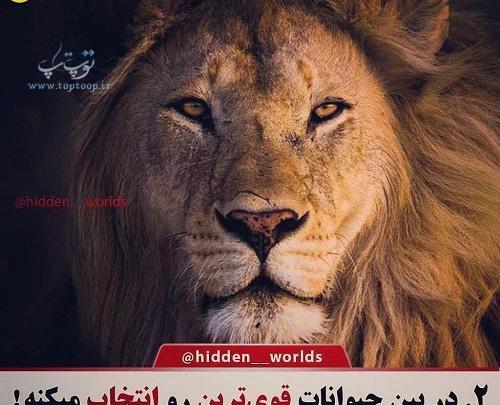 عکس شیر قدرتمند