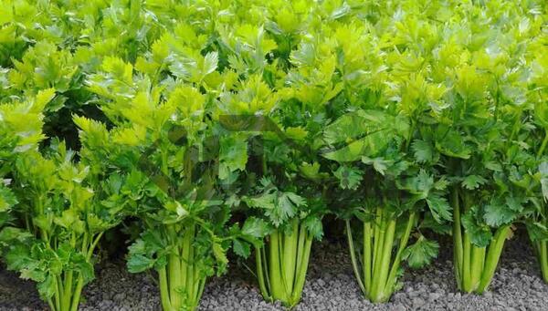 عکس باغ کرفس