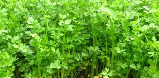 عکس باغ کرفس