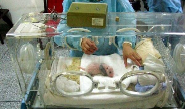 عکس نوزاد یک کیلویی