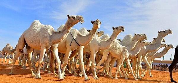 عکس شتر عربستان