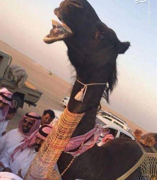 عکس شتر عربستان