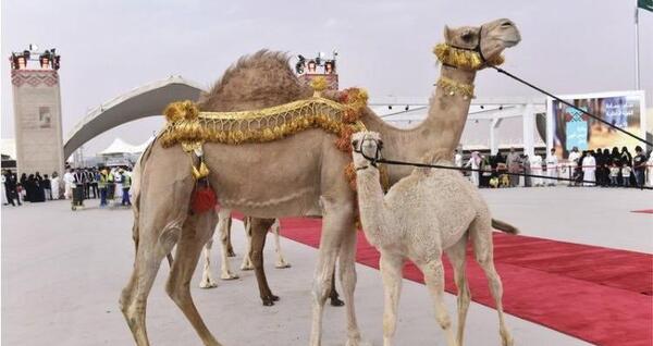 عکس شتر عربستان