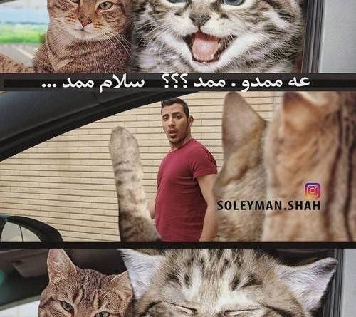 عکس خنده گربه