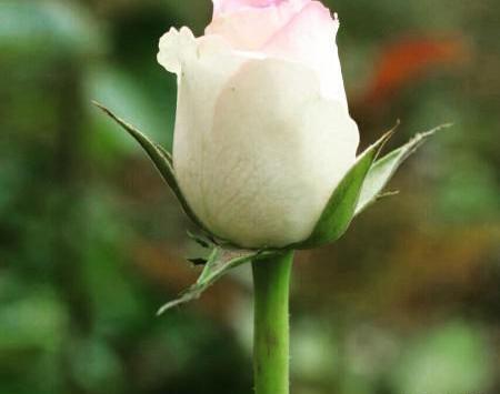 عکس سفید گل رز