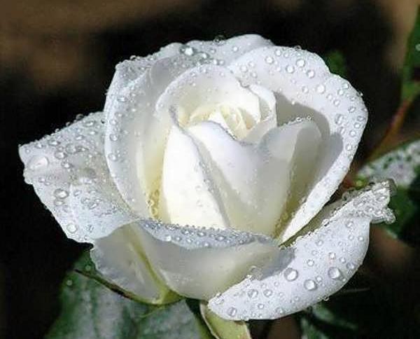 عکس سفید گل رز