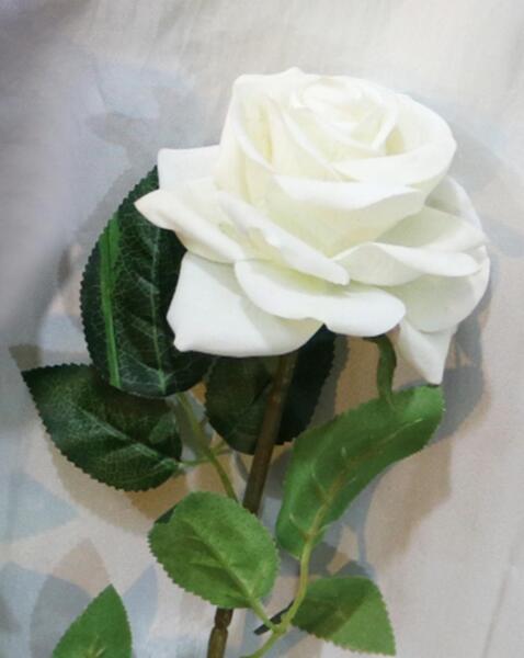 عکس سفید گل رز