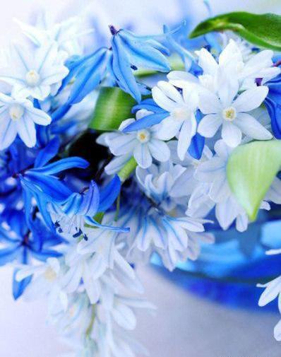 عکس گل مریم برای پروفایل تلگرام