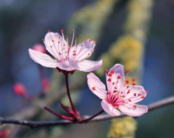 عکس های بهاری برای پروفایل