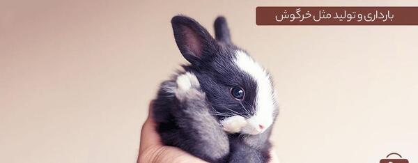 عکس حرکت خرگوش