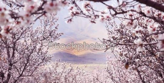 عکس شکوفه گیلاس بهاری