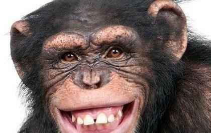 عکس میمون خنده دار زشت