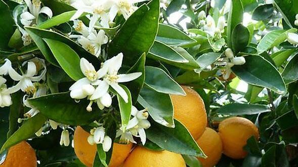 عکس بهار شیراز