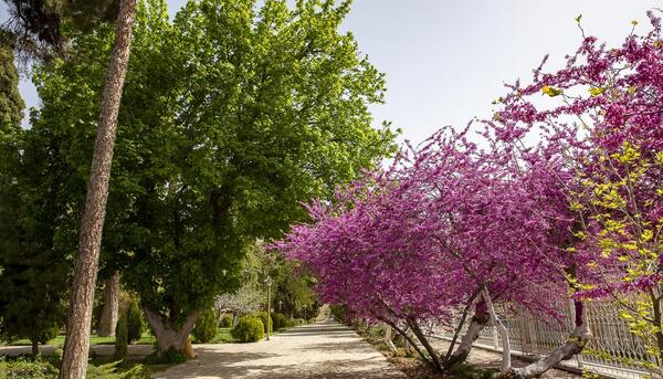 عکس بهار شیراز