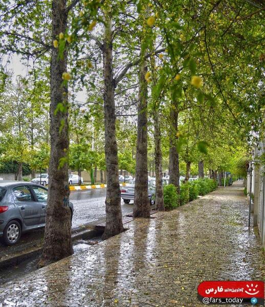 عکس بهار شیراز