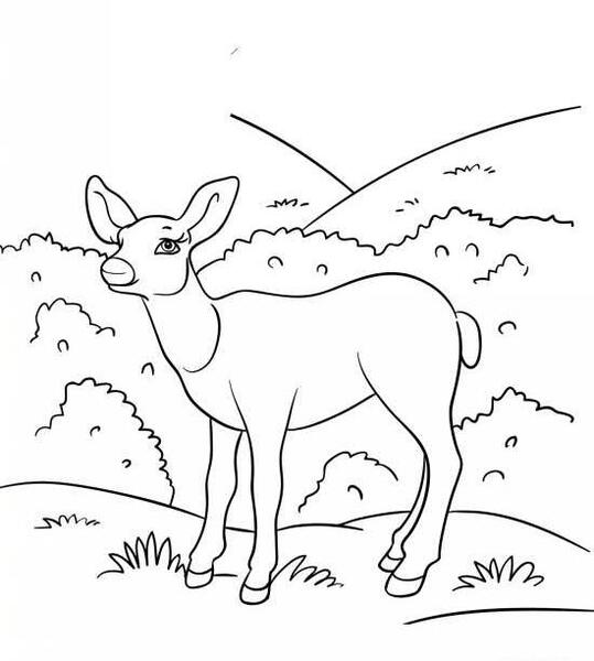 عکس آهوی نشسته