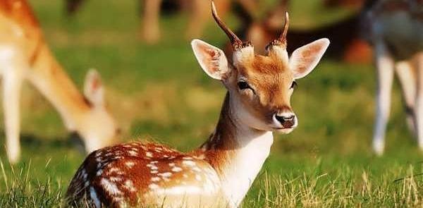 عکس آهوی نشسته