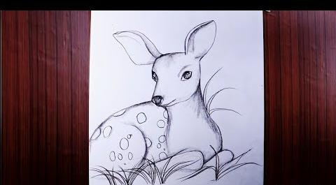 عکس آهوی نشسته